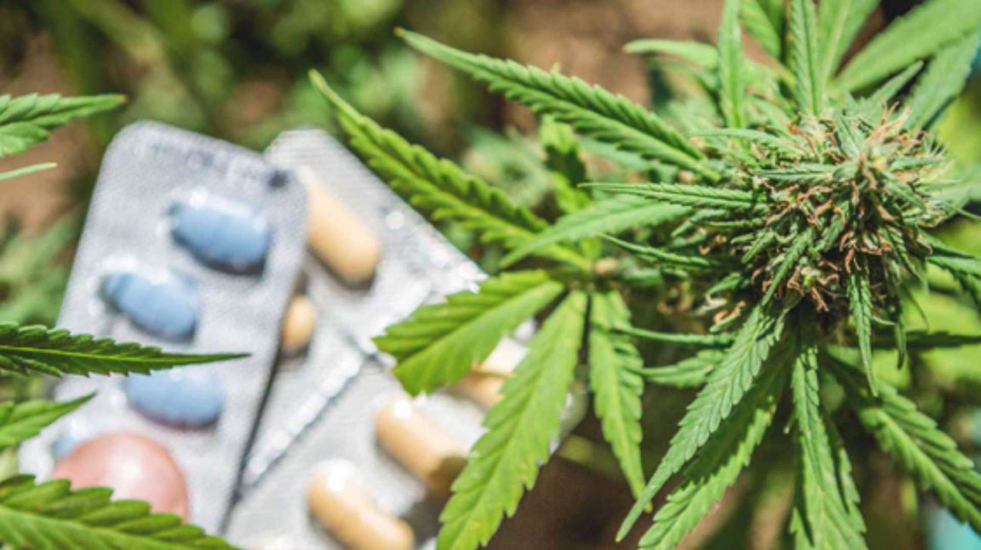 Cannabis: Can it Lead the Way out of the Opioid Crisis in Canada?